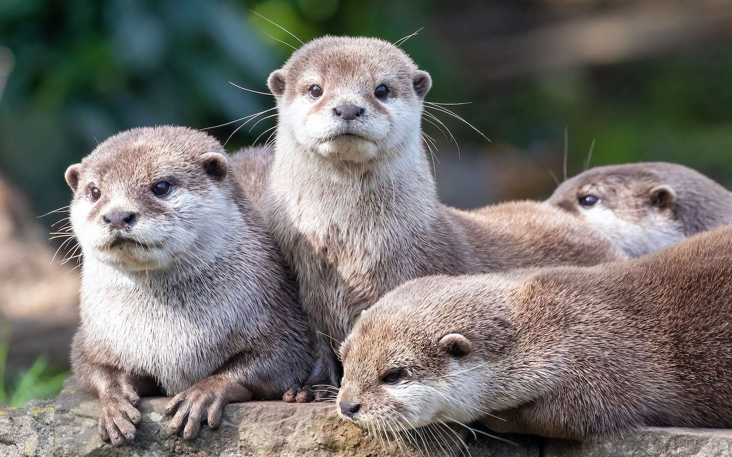 Admission famille
