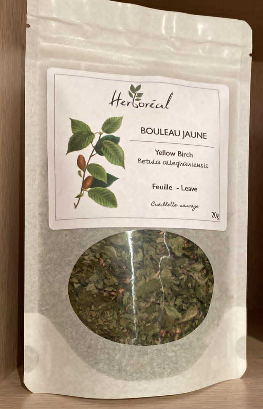 Bouleau jaune - Plantes médicinales