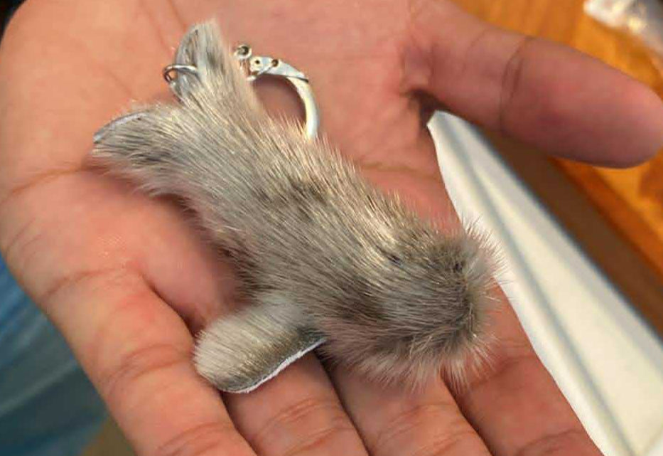 Porte-clé de loup marin (3D)