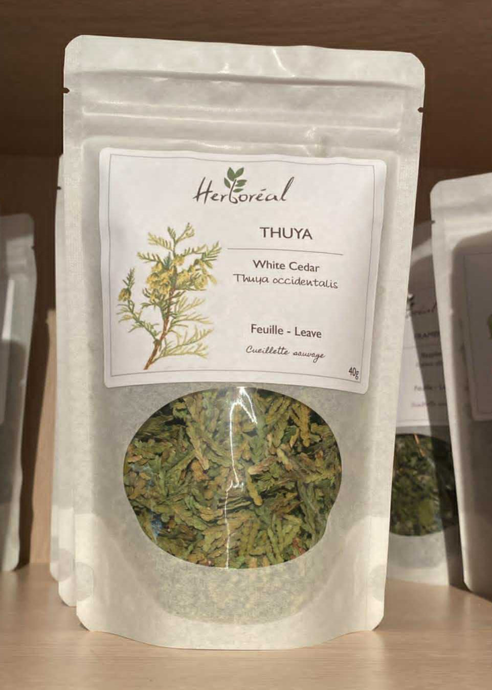 Thuya - Plantes médicinales